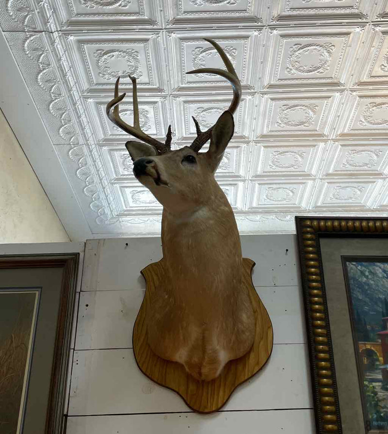 Taxidermy