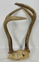 Taxidermy