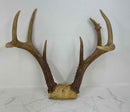 Taxidermy