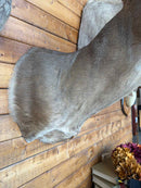 Taxidermy