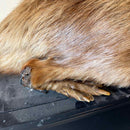 Taxidermy