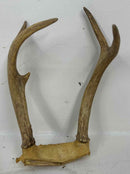Taxidermy