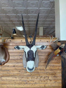 Taxidermy
