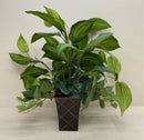 Plant / Greenery