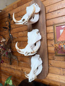 Taxidermy