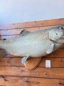 Taxidermy