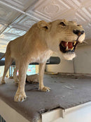 Taxidermy