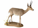 Taxidermy