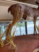 Taxidermy