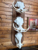 Taxidermy