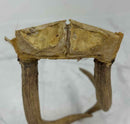 Taxidermy