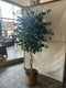 Plant / Greenery