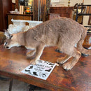 Taxidermy