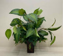 Plant / Greenery
