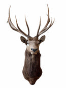 Taxidermy
