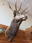 Taxidermy