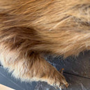 Taxidermy
