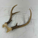 Taxidermy