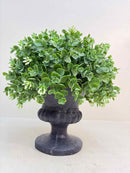 Plant / Greenery