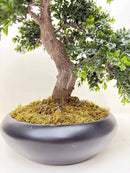 Plant / Greenery