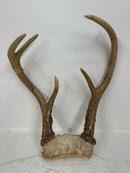 Taxidermy