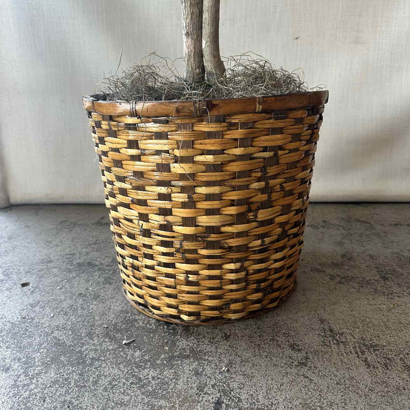 Plant / Greenery