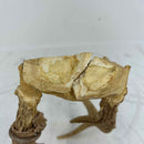 Taxidermy
