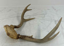 Taxidermy