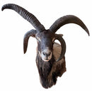 Taxidermy