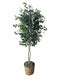 Plant / Greenery