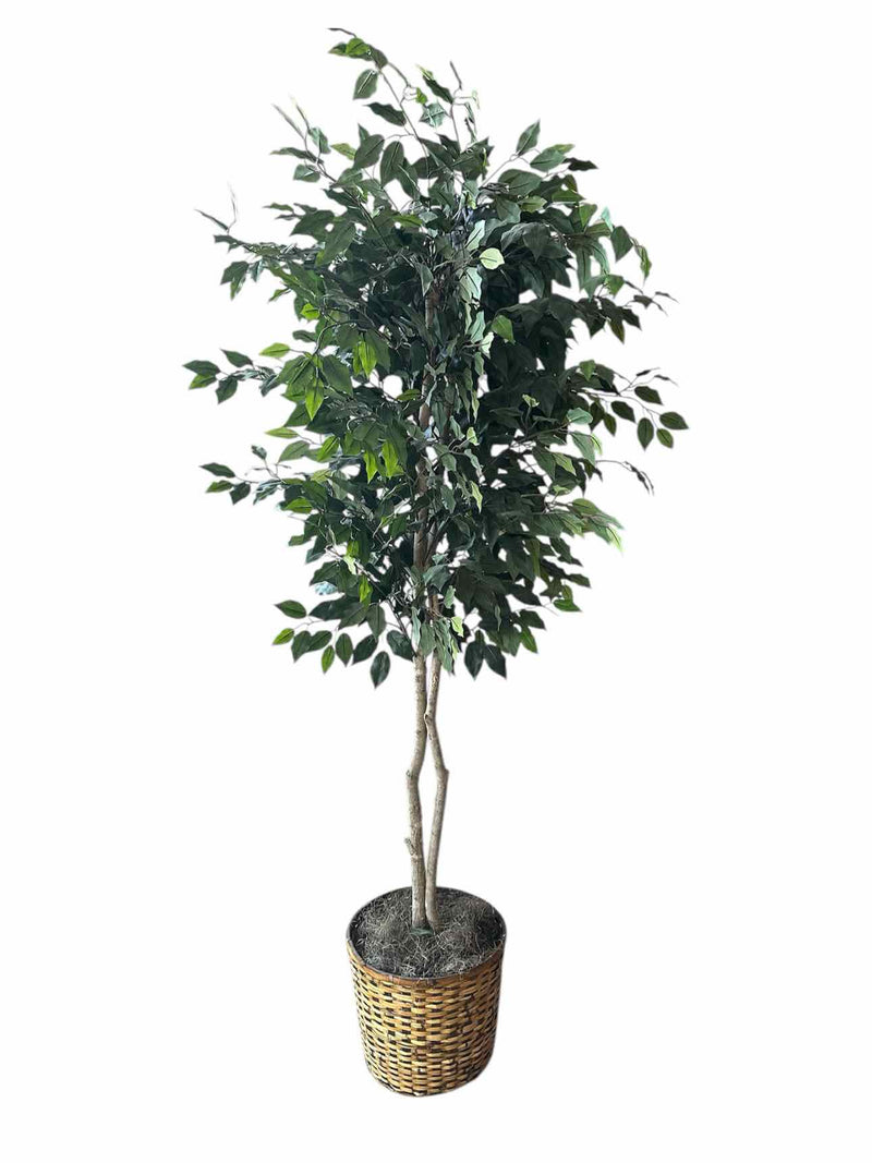 Plant / Greenery