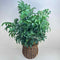 Plant / Greenery
