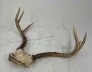 Taxidermy
