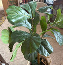Plant / Greenery