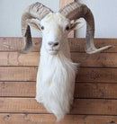 Taxidermy