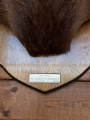 Taxidermy