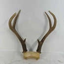 Taxidermy