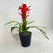 Plant / Greenery