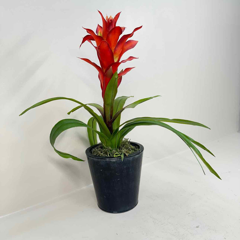 Plant / Greenery
