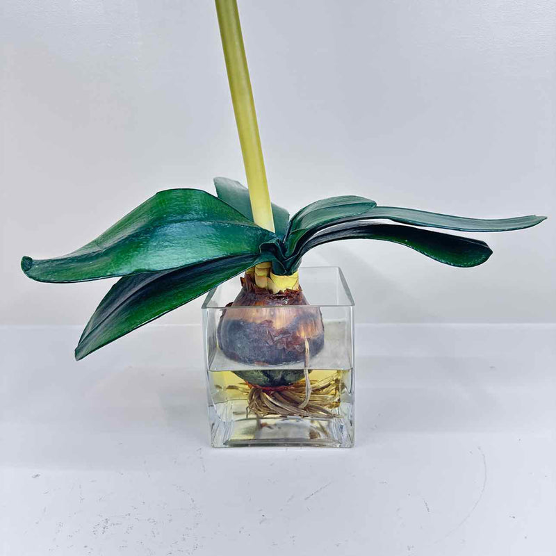 Plant / Greenery