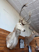 Taxidermy