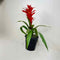 Plant / Greenery