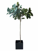 Plant / Greenery