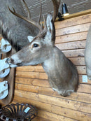Taxidermy