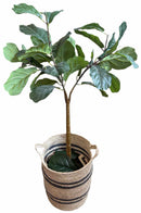 Plant / Greenery