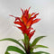 Plant / Greenery