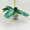Plant / Greenery