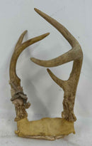 Taxidermy