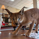 Taxidermy