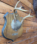 Taxidermy